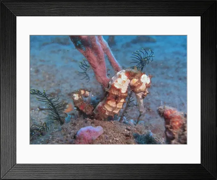 Framed Print : Seahorses, Hippocampe Deep Sea Exploration 2025 Framed Print : Seahorses, Hippocampe Deep Sea Exploration 2025