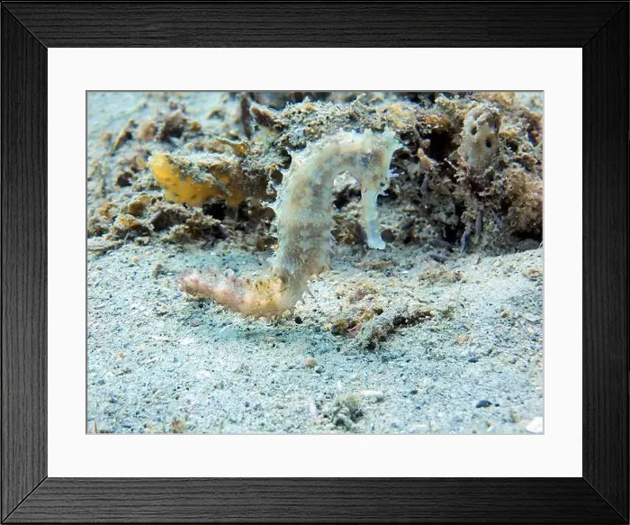 Framed Print : Seahorses, Hippocampe Deep Sea Exploration 2025 Framed Print : Seahorses, Hippocampe Deep Sea Exploration 2025
