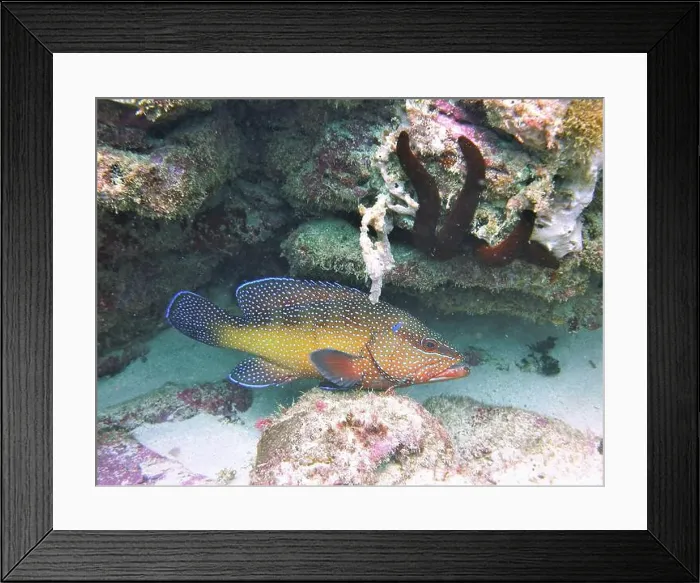 Framed Print : Grouper Fish, Grouper saltwater fish Deep Sea Exploration 2025 Framed Print : Grouper Fish, Grouper saltwater fish Deep Sea Exploration 2025