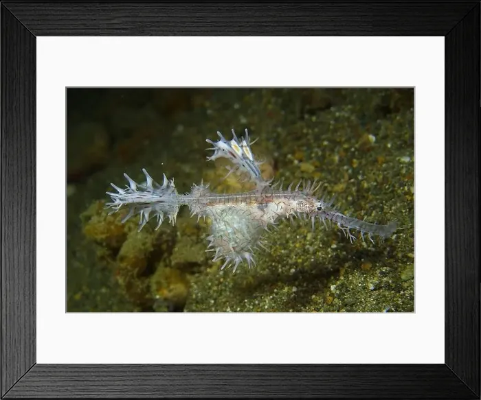 Framed Print : Seahorses, Hippocampe Deep Sea Exploration 2025 Framed Print : Seahorses, Hippocampe Deep Sea Exploration 2025