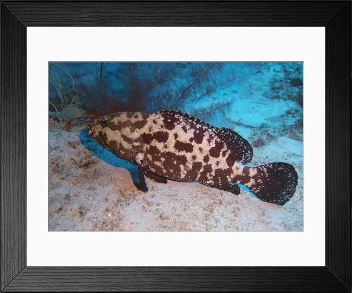 Framed Print : Grouper Fish, Grouper saltwater fish Deep Sea Exploration 2025 Framed Print : Grouper Fish, Grouper saltwater fish Deep Sea Exploration 2025