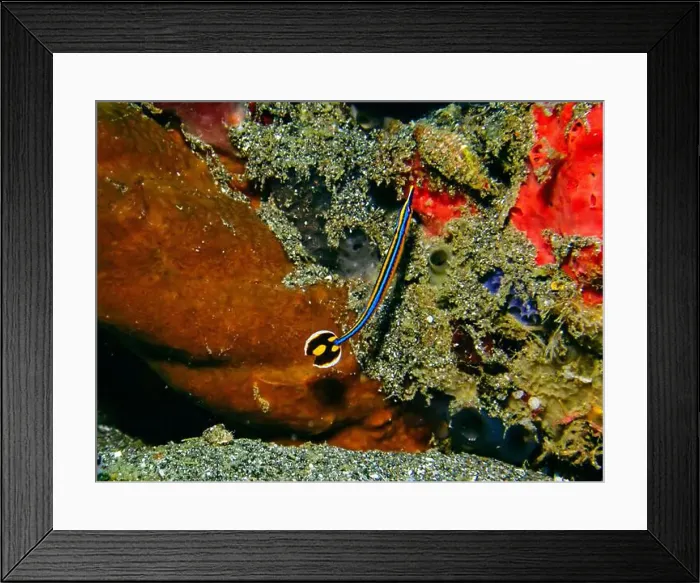 Framed Print : Seahorses, Hippocampe Deep Sea Exploration 2025 Framed Print : Seahorses, Hippocampe Deep Sea Exploration 2025