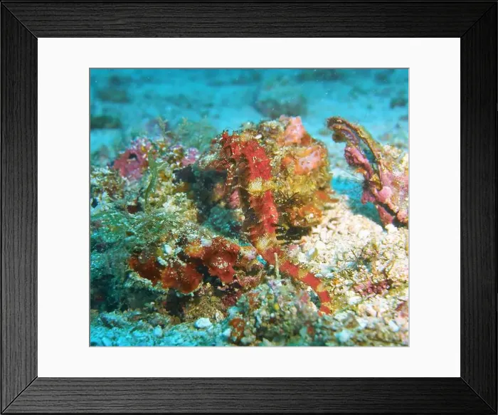 Framed Print : Seahorses, Hippocampe Deep Sea Exploration 2025 Framed Print : Seahorses, Hippocampe Deep Sea Exploration 2025
