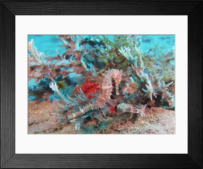 Framed Print : Seahorses, Hippocampe Deep Sea Exploration 2025 Framed Print : Seahorses, Hippocampe Deep Sea Exploration 2025