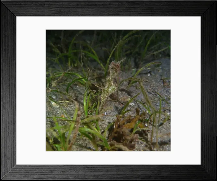 Framed Print : Seahorses, Hippocampe Deep Sea Exploration 2025 Framed Print : Seahorses, Hippocampe Deep Sea Exploration 2025