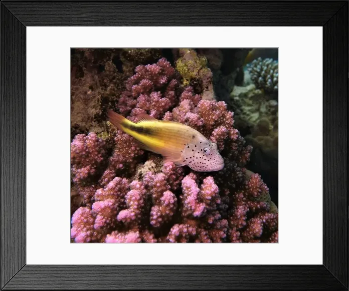 Framed Print : Hawkfishes, Cirrhitidae Deep Sea Exploration 2025 Framed Print : Hawkfishes, Cirrhitidae Deep Sea Exploration 2025