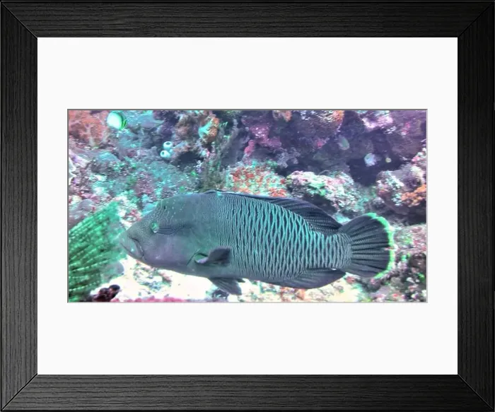 Framed Print : Wrasses Fish, Deep Sea Exploration 2025 Framed Print : Wrasses Fish, Deep Sea Exploration 2025