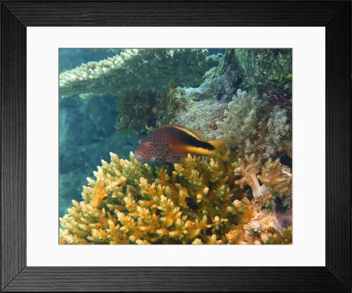 Framed Print : Hawkfishes, Cirrhitidae Deep Sea Exploration 2025 Framed Print : Hawkfishes, Cirrhitidae Deep Sea Exploration 2025