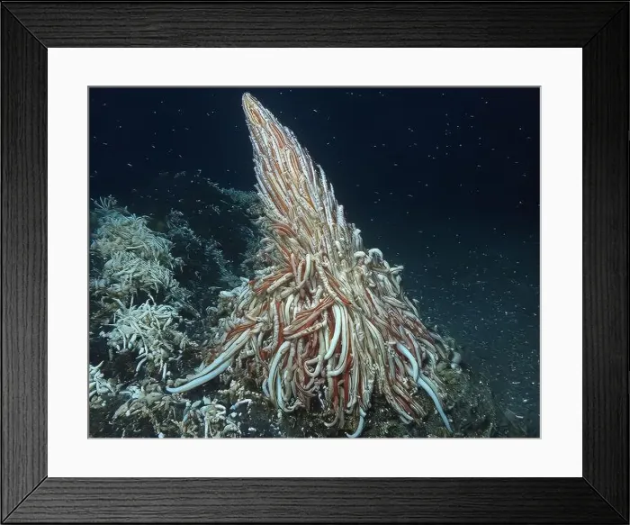 Framed Print : Giant Tube Worms Riftia pachyptila Siboglinidae in Hydrothermal vent Deep Sea Exploration 2025 Framed Print : Giant Tube Worms Riftia pachyptila Siboglinidae in Hydrothermal vent Deep Sea Exploration 2025