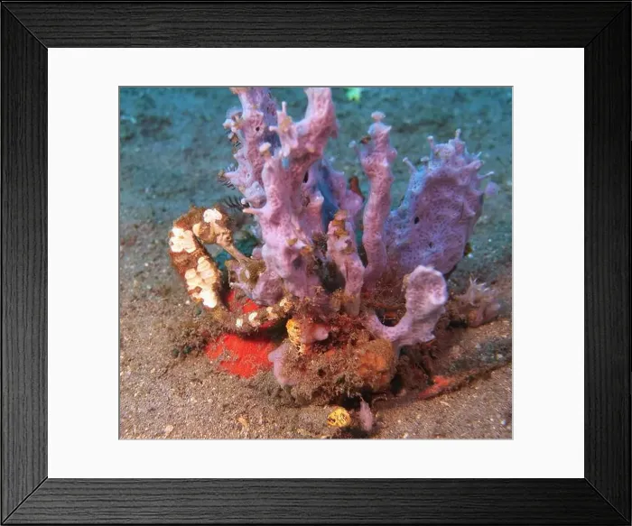 Framed Print : Seahorses, Hippocampe Deep Sea Exploration 2025 Framed Print : Seahorses, Hippocampe Deep Sea Exploration 2025
