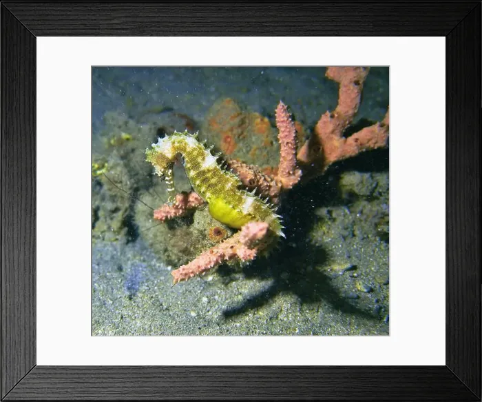 Framed Print : Seahorses, Hippocampe Deep Sea Exploration 2025 Framed Print : Seahorses, Hippocampe Deep Sea Exploration 2025