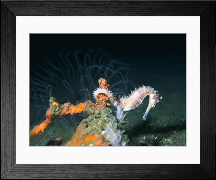 Framed Print : Seahorses, Hippocampe Deep Sea Exploration 2025 Framed Print : Seahorses, Hippocampe Deep Sea Exploration 2025
