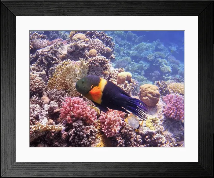Framed Print : Wrasses Fish, Deep Sea Exploration 2025 Framed Print : Wrasses Fish, Deep Sea Exploration 2025