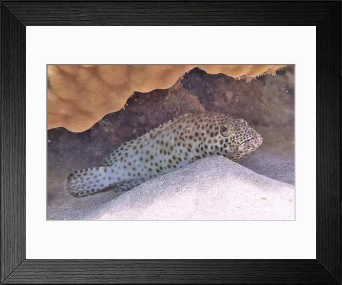 Framed Print : Grouper Fish, Grouper saltwater fish Deep Sea Exploration 2025 Framed Print : Grouper Fish, Grouper saltwater fish Deep Sea Exploration 2025