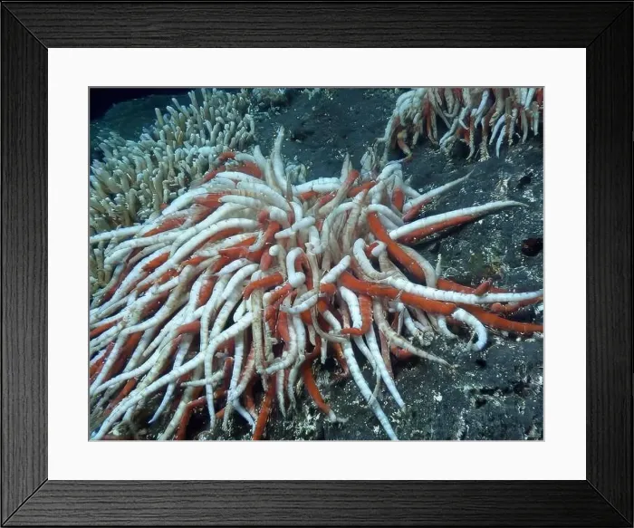 Framed Print : Giant Tube Worms Riftia pachyptila Siboglinidae in Hydrothermal vent Deep Sea Exploration 2025 Framed Print : Giant Tube Worms Riftia pachyptila Siboglinidae in Hydrothermal vent Deep Sea Exploration 2025