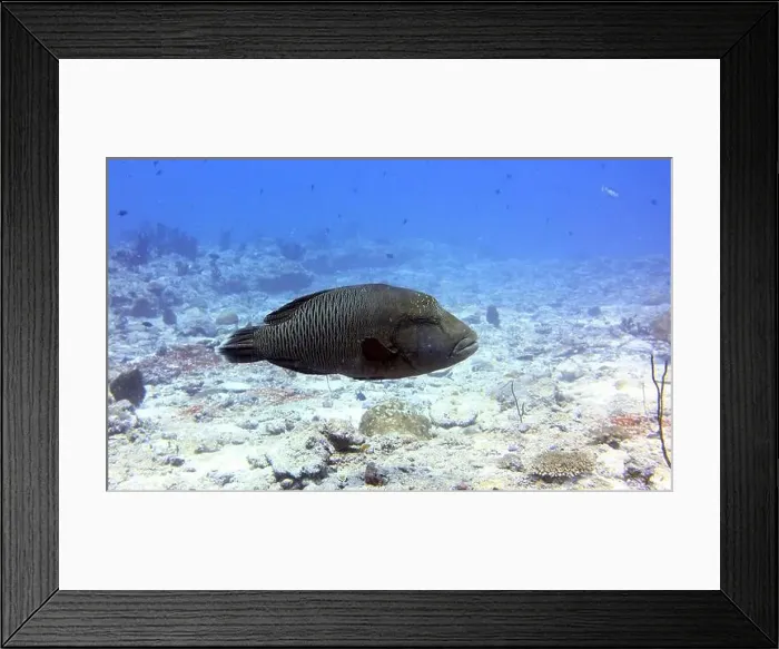 Framed Print : Wrasses Fish, Deep Sea Exploration 2025 Framed Print : Wrasses Fish, Deep Sea Exploration 2025