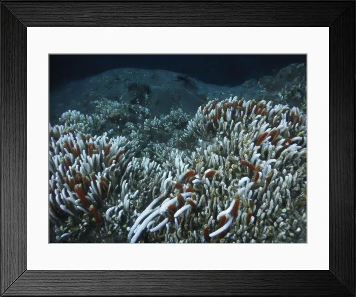 Framed Print : Giant Tube Worms Riftia pachyptila Siboglinidae in Hydrothermal vent Deep Sea Exploration 2025 Framed Print : Giant Tube Worms Riftia pachyptila Siboglinidae in Hydrothermal vent Deep Sea Exploration 2025
