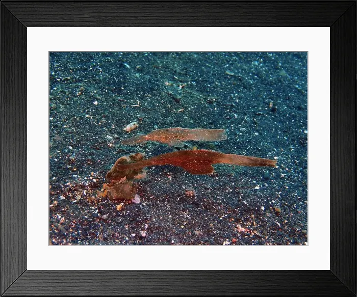 Framed Print : Seahorses, Hippocampe Deep Sea Exploration 2025 Framed Print : Seahorses, Hippocampe Deep Sea Exploration 2025