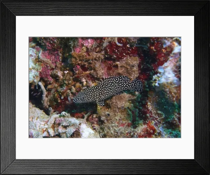 Framed Print : Grouper Fish, Grouper saltwater fish Deep Sea Exploration 2025 Framed Print : Grouper Fish, Grouper saltwater fish Deep Sea Exploration 2025