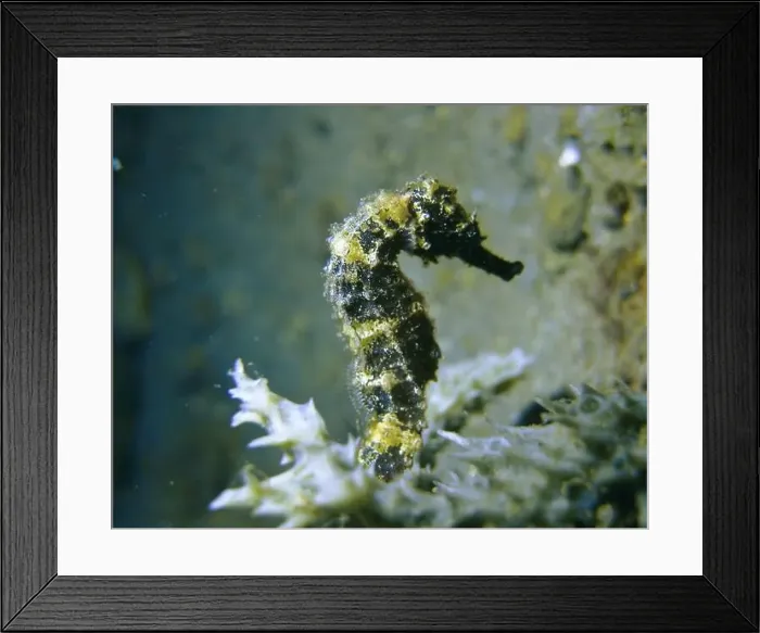Framed Print : Seahorses, Hippocampe Deep Sea Exploration 2025 Framed Print : Seahorses, Hippocampe Deep Sea Exploration 2025