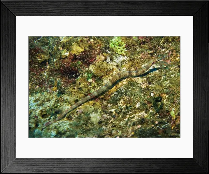 Framed Print : Seahorses, Hippocampe Deep Sea Exploration 2025 Framed Print : Seahorses, Hippocampe Deep Sea Exploration 2025