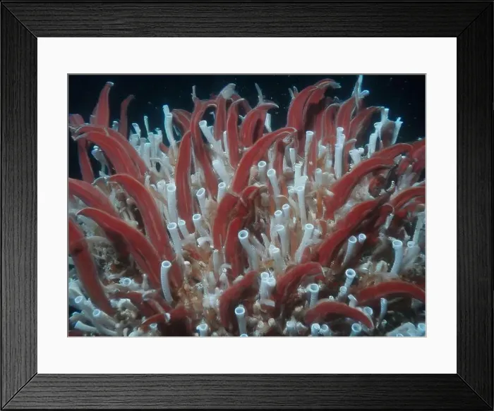 Framed Print : Giant Tube Worms Riftia pachyptila Siboglinidae in Hydrothermal vent Deep Sea Exploration 2025