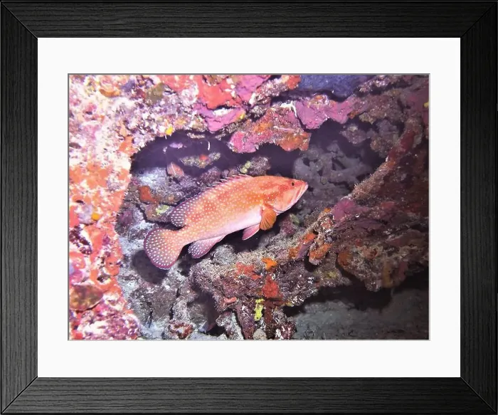 Framed Print : Grouper Fish, Grouper saltwater fish Deep Sea Exploration 2025 Framed Print : Grouper Fish, Grouper saltwater fish Deep Sea Exploration 2025