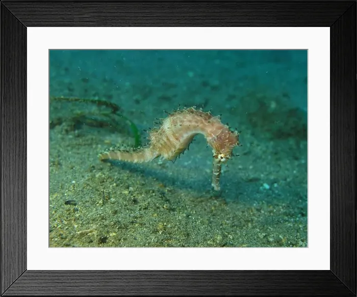 Framed Print : Seahorses, Hippocampe Deep Sea Exploration 2025 Framed Print : Seahorses, Hippocampe Deep Sea Exploration 2025