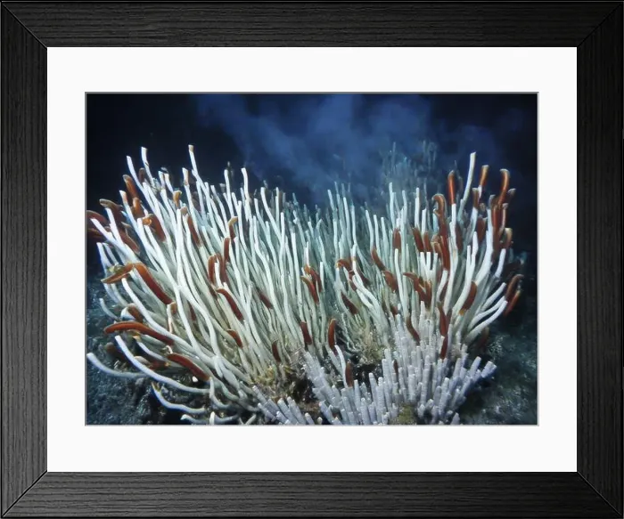 Framed Print : Giant Tube Worms Riftia pachyptila Siboglinidae in Hydrothermal vent Deep Sea Exploration 2025 Framed Print : Giant Tube Worms Riftia pachyptila Siboglinidae in Hydrothermal vent Deep Sea Exploration 2025