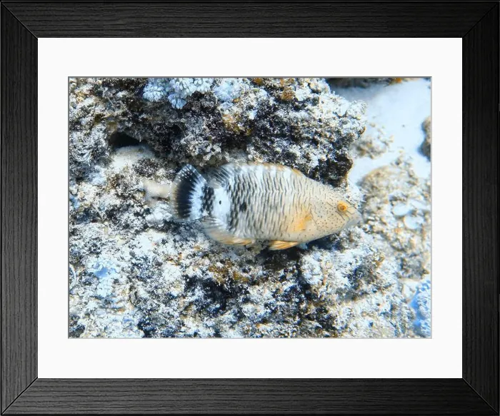 Framed Print : Wrasses Fish, Deep Sea Exploration 2025 Framed Print : Wrasses Fish, Deep Sea Exploration 2025