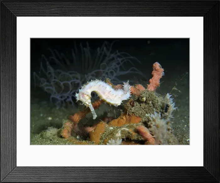 Framed Print : Seahorses, Hippocampe Deep Sea Exploration 2025 Framed Print : Seahorses, Hippocampe Deep Sea Exploration 2025