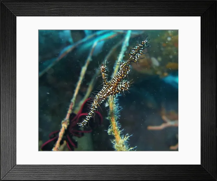 Framed Print : Seahorses, Hippocampe Deep Sea Exploration 2025 Framed Print : Seahorses, Hippocampe Deep Sea Exploration 2025