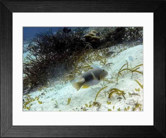 Framed Print : Wrasses Fish, Deep Sea Exploration 2025 Framed Print : Wrasses Fish, Deep Sea Exploration 2025