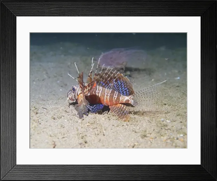 Framed Print : Lionfish, Pterois Deep Sea Exploration 2025 Framed Print : Lionfish, Pterois Deep Sea Exploration 2025