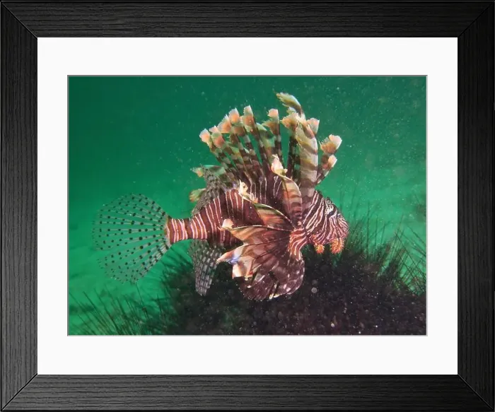 Framed Print : Lionfish, Pterois Deep Sea Exploration 2025 Framed Print : Lionfish, Pterois Deep Sea Exploration 2025