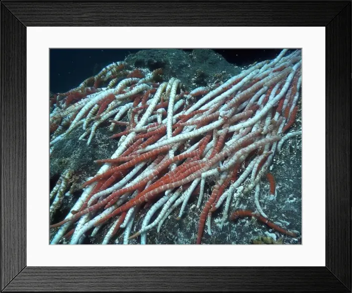 Framed Print : Giant Tube Worms Riftia pachyptila Siboglinidae in Hydrothermal vent Deep Sea Exploration 2025
