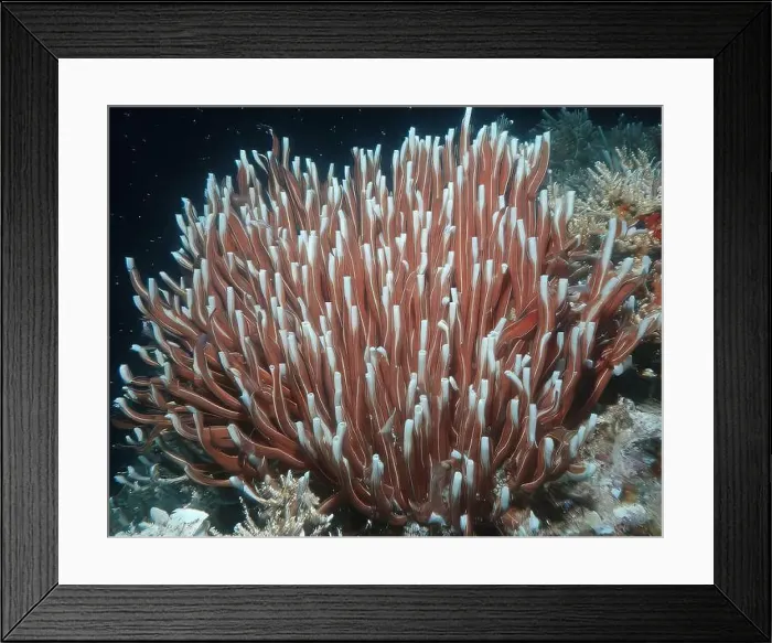 Framed Print : Giant Tube Worms Riftia pachyptila Siboglinidae in Hydrothermal vent Deep Sea Exploration 2025
