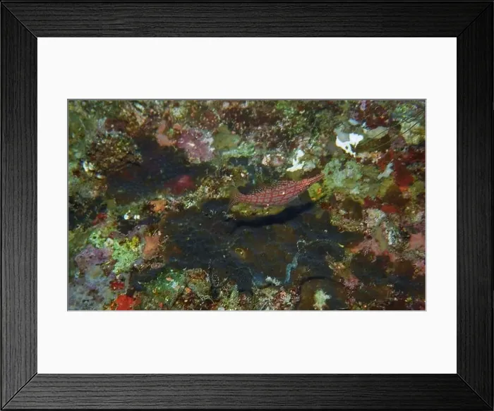 Framed Print : Hawkfishes, Cirrhitidae Deep Sea Exploration 2025 Framed Print : Hawkfishes, Cirrhitidae Deep Sea Exploration 2025