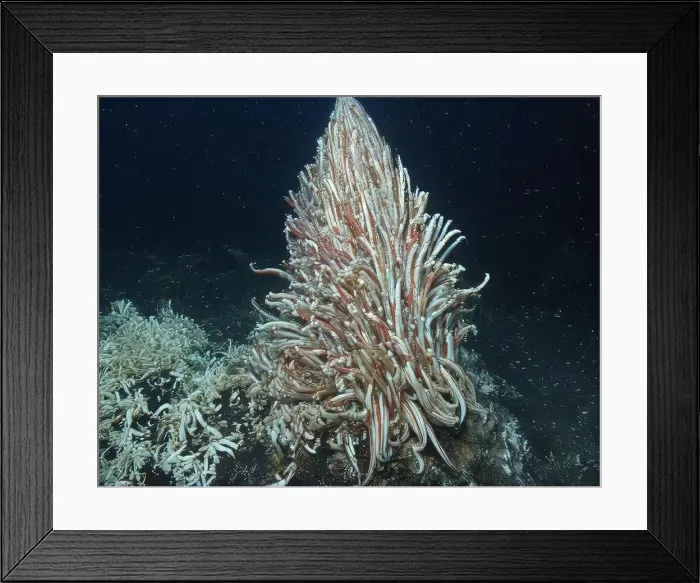 Framed Print : Giant Tube Worms Riftia pachyptila Siboglinidae in Hydrothermal vent Deep Sea Exploration 2025 Framed Print : Giant Tube Worms Riftia pachyptila Siboglinidae in Hydrothermal vent Deep Sea Exploration 2025