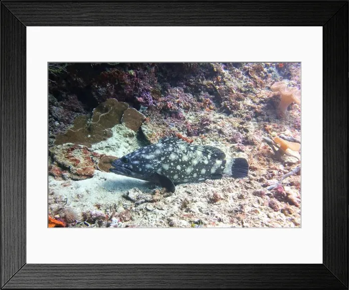 Framed Print : Grouper Fish, Grouper saltwater fish Deep Sea Exploration 2025 Framed Print : Grouper Fish, Grouper saltwater fish Deep Sea Exploration 2025