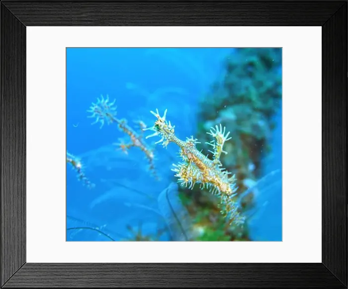Framed Print : Seahorses, Hippocampe Deep Sea Exploration 2025 Framed Print : Seahorses, Hippocampe Deep Sea Exploration 2025