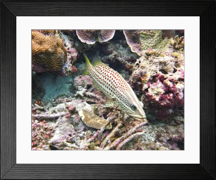 Framed Print : Grouper Fish, Grouper saltwater fish Deep Sea Exploration 2025 Framed Print : Grouper Fish, Grouper saltwater fish Deep Sea Exploration 2025
