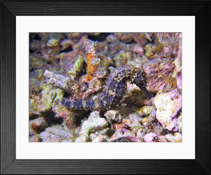 Framed Print : Seahorses, Hippocampe Deep Sea Exploration 2025 Framed Print : Seahorses, Hippocampe Deep Sea Exploration 2025