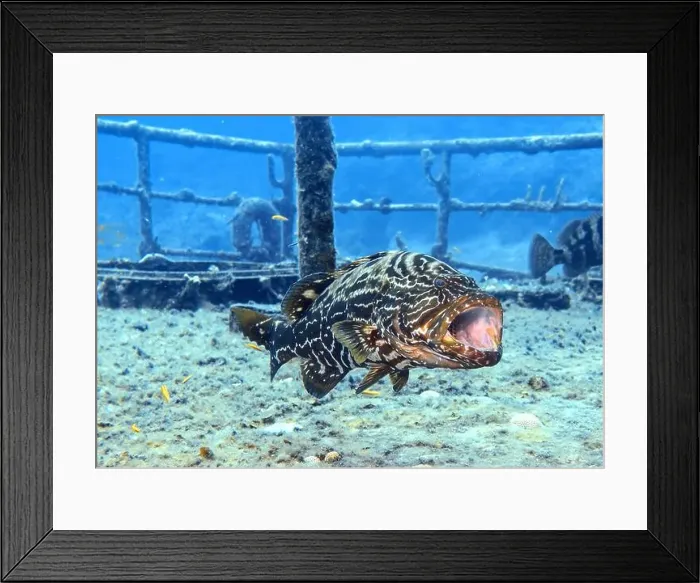 Framed Print : Grouper Fish, Grouper saltwater fish Deep Sea Exploration 2025 Framed Print : Grouper Fish, Grouper saltwater fish Deep Sea Exploration 2025