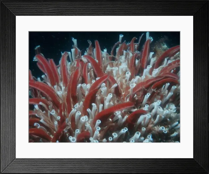 Framed Print : Giant Tube Worms Riftia pachyptila Siboglinidae in Hydrothermal vent Deep Sea Exploration 2025 Framed Print : Giant Tube Worms Riftia pachyptila Siboglinidae in Hydrothermal vent Deep Sea Exploration 2025