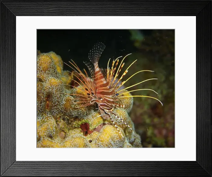 Framed Print : Lionfish, Pterois Deep Sea Exploration 2025 Framed Print : Lionfish, Pterois Deep Sea Exploration 2025