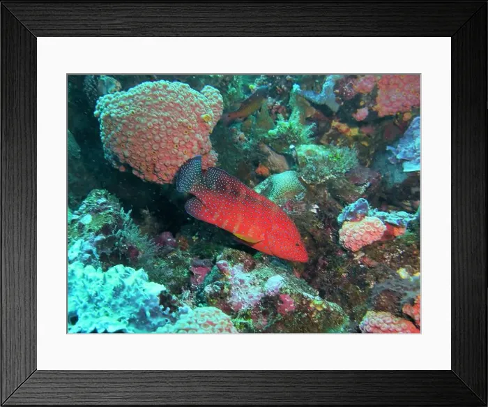 Framed Print : Grouper Fish, Grouper saltwater fish Deep Sea Exploration 2025 Framed Print : Grouper Fish, Grouper saltwater fish Deep Sea Exploration 2025