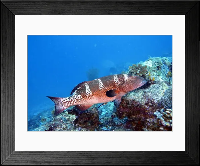 Framed Print : Grouper Fish, Grouper saltwater fish Deep Sea Exploration 2025 Framed Print : Grouper Fish, Grouper saltwater fish Deep Sea Exploration 2025