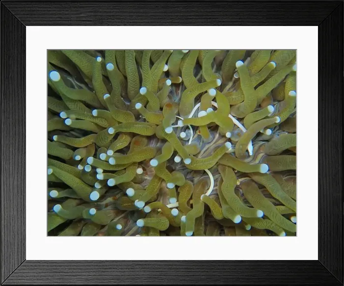 Framed Print : Seahorses, Hippocampe Deep Sea Exploration 2025 Framed Print : Seahorses, Hippocampe Deep Sea Exploration 2025