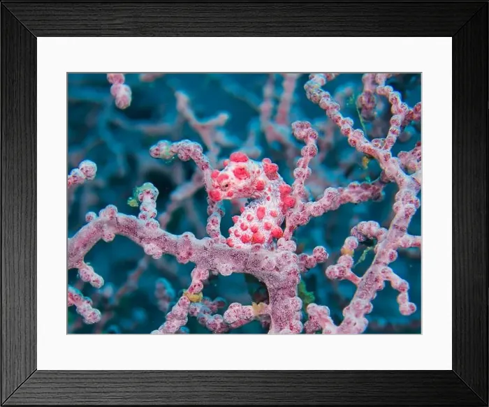 Framed Print : Seahorses, Hippocampe Deep Sea Exploration 2025 Framed Print : Seahorses, Hippocampe Deep Sea Exploration 2025